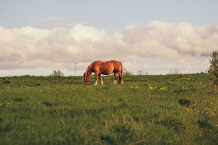 A brown horse grazing in a fieldの写真素材