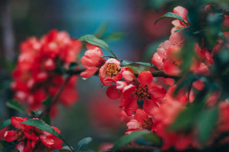 A close up of a flowerの写真素材