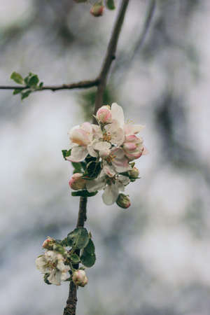 A close up of a flowerの写真素材