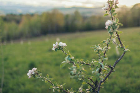 A close up of a flowerの写真素材