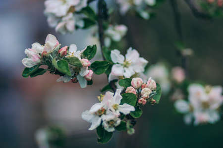 A close up of a flowerの写真素材