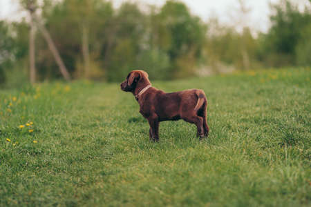 A brown cow standing on top of a grass covered fieldの写真素材