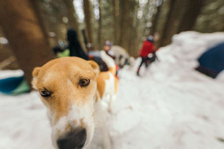 A brown and white dog looking at the cameraの写真素材