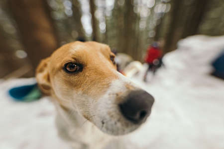 A brown and white dog looking at the cameraの写真素材