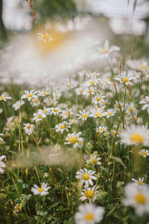 A close up of a flowerの写真素材