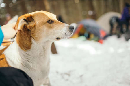 A brown and white dog looking at the cameraの写真素材
