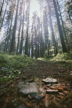A tree in a forestの写真素材