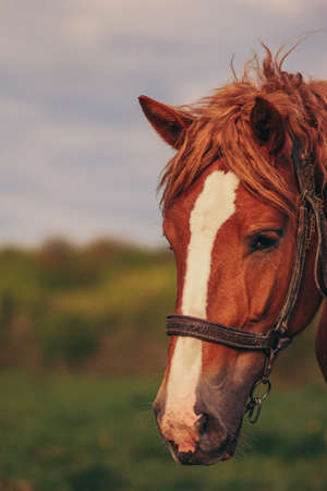 A close up of a horseの写真素材