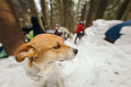 A dog sitting in the snowの写真素材