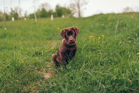 A dog lying on top of a grass covered fieldの写真素材