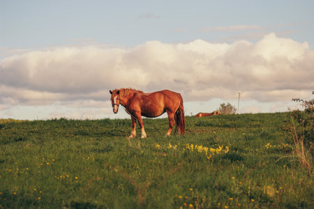 A horse standing on top of a lush green fieldの写真素材