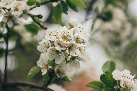 A close up of a flowerの写真素材