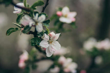 A close up of a flowerの写真素材