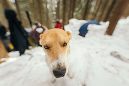 A dog sitting in the snowの写真素材
