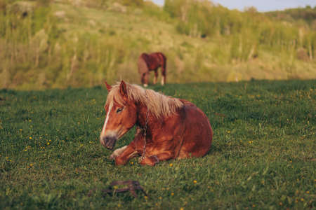 A cow grazing on a lush green fieldの写真素材