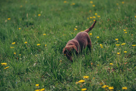 A bird sitting on top of a grass covered fieldの写真素材