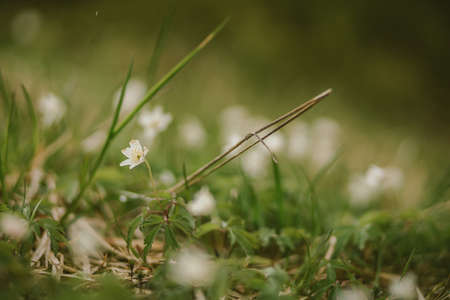 A close up of a flowerの写真素材