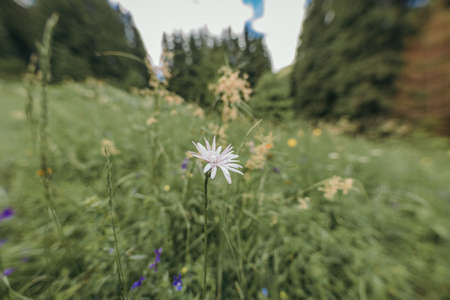 A close up of a flower garden