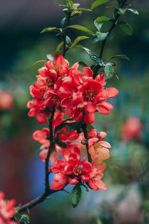 A close up of a flowerの写真素材
