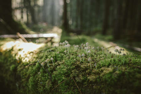 A close up of some bushesの写真素材