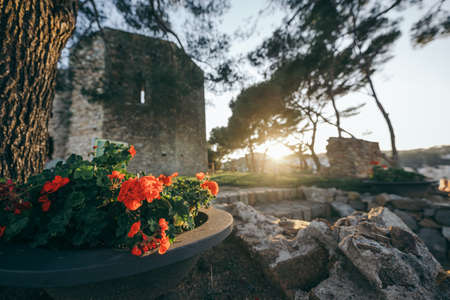 A tree in front of a buildingの写真素材