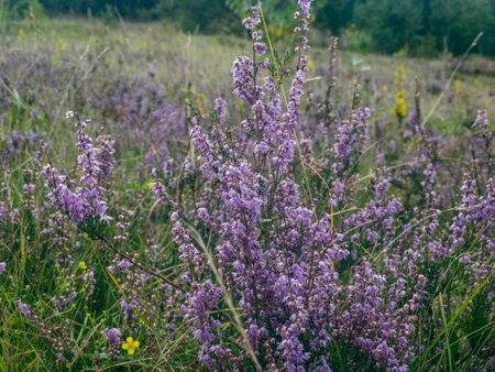 A close up of a flower fieldの写真素材