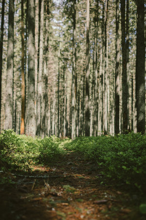 A tree in a forestの写真素材