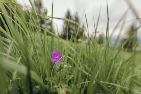 A close up of a flowerの写真素材