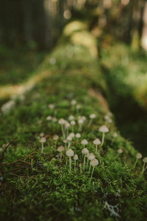 A close up of some bushesの写真素材