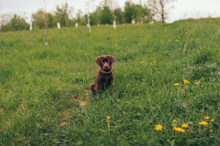 A dog sitting on top of a lush green fieldの写真素材