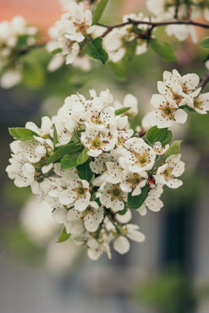 A close up of a flowerの写真素材