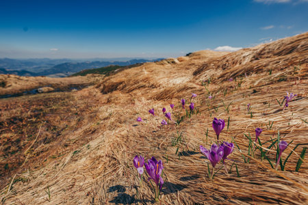 A colorful kite on top of a mountainの写真素材