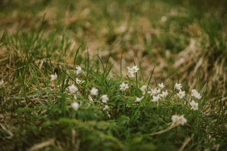 A bird sitting on top of a grass covered fieldの写真素材