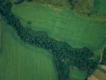 A close up of a lush green field