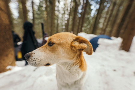 A close up of a dogの写真素材