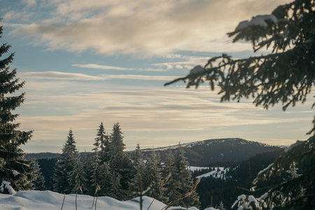 A tree with a mountain in the snow