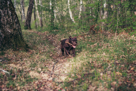 A brown bear walking through a forest