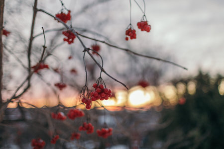 A close up of a flowerの写真素材