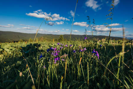 A group of colorful flowers in a fieldの写真素材