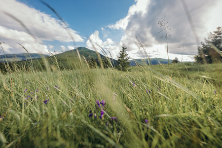 A field of tall grass