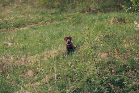 A dog standing on a lush green field