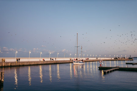 A flock of seagulls flying over a body of waterの写真素材