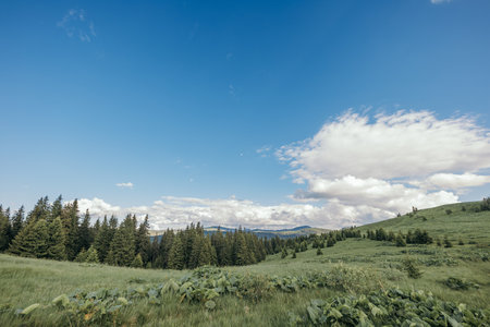 A close up of a grassy hill