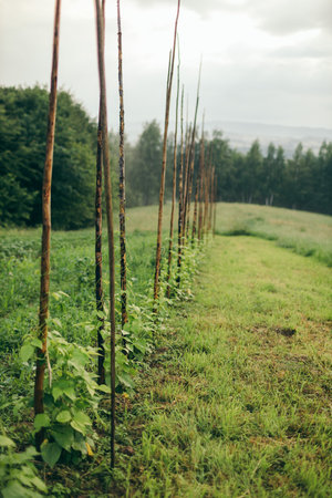 A close up of a lush green fieldの写真素材