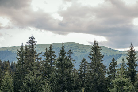 A tree with a mountain in the backgroundの写真素材
