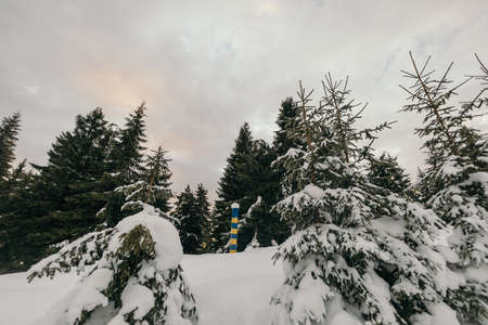 A tree covered in snow