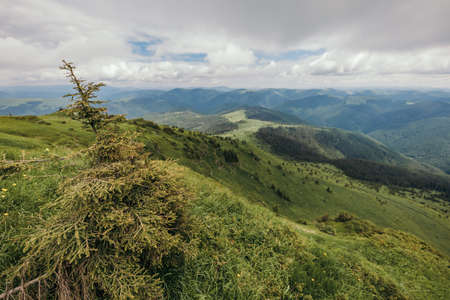 A close up of a lush green hillsideの写真素材