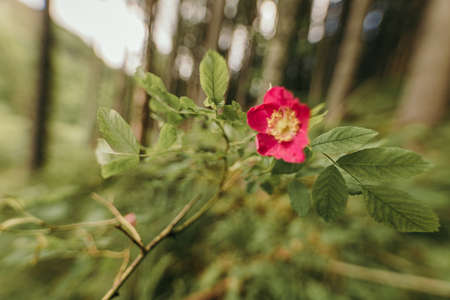 A close up of a flowerの写真素材