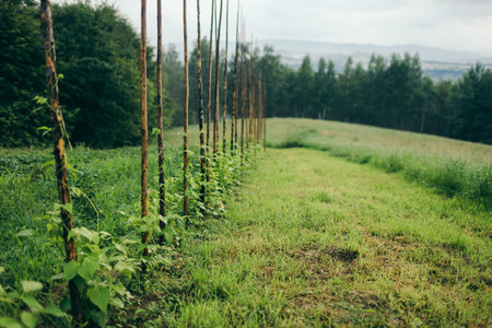 A close up of a lush green fieldの写真素材