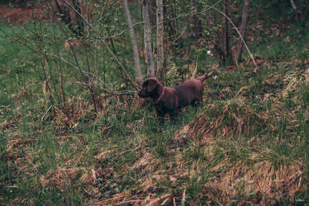 A bear that is standing in the grass near a forest